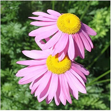 Pink Robinsons Flower seeds for Planting - Cut Flower Favorite, Heirloom & GMO Free Seeds for Home Garden