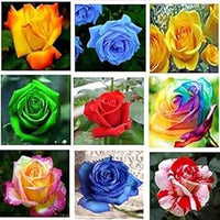 Violet MultiColor Rose Flower Seeds for Planting Easy to Grow Heirloom & GMO Free Seeds for Home Garden
 
 Sale