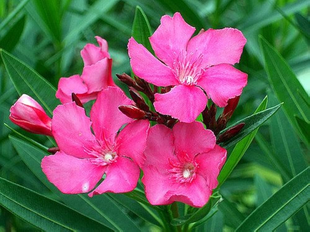 Heirloom Nerium Flower seeds for Planting Vibrant Colors Heirloom & GMO Free Seeds for Home Garden