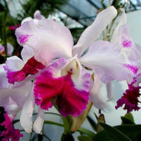 White Pink Cattleya Flower Seeds for Planting Perfect for Borders Heirloom & GMO Free Seeds for Home Garden
 
 Sale