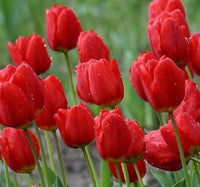 Red Tulip Seeds for Planting and Flowering Garden