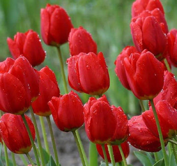 Red Tulip Flower Seeds for Planting Sun Loving Heirloom & GMO Free Seeds for Home Garden
 
 Sale