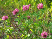 Clover Flower seeds for Planting Pollinator Friendly Heirloom & GMO Free Seeds for Home Garden