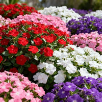 Mixed Periwinkle Flower seeds for Planting Easy to Grow Heirloom & GMO Free Seeds for Home Garden 
 
 Sale
