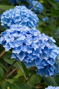 Blue Hydrangea Flower seeds for Planting - Compact Growth, Heirloom & GMO Free Seeds for Home Garden