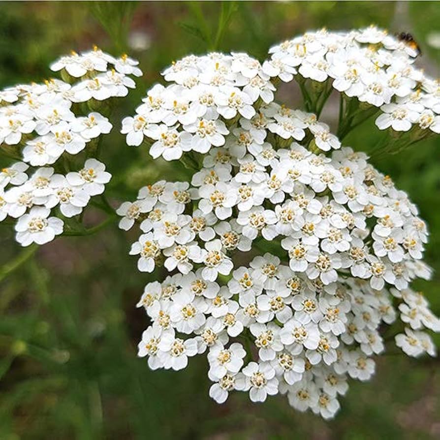 White Achillea Flower seeds for Planting - Colorful Display, Heirloom & GMO Free Seeds for Home Garden