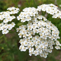 Achillea Millefolium Flower seeds for Planting Drought Tolerant Heirloom & GMO Free Seeds for Home Garden
