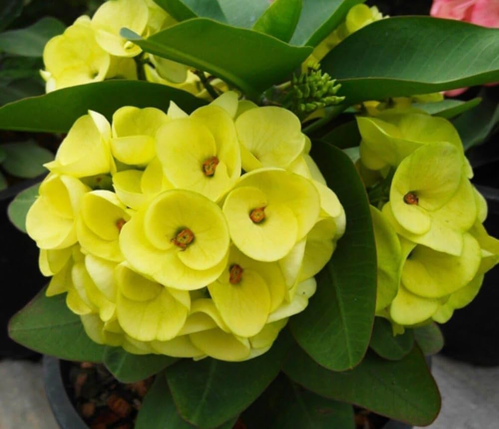 Green Euphorbia Milii Flower seeds for Planting - Cut Flower Favorite, Heirloom & GMO Free Seeds for Home Garden