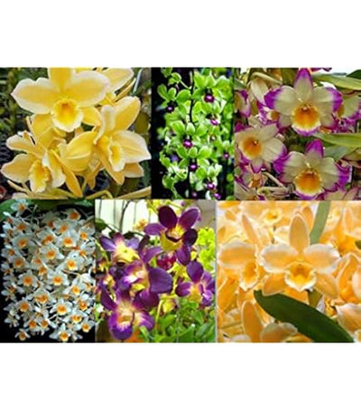 100 Pcs