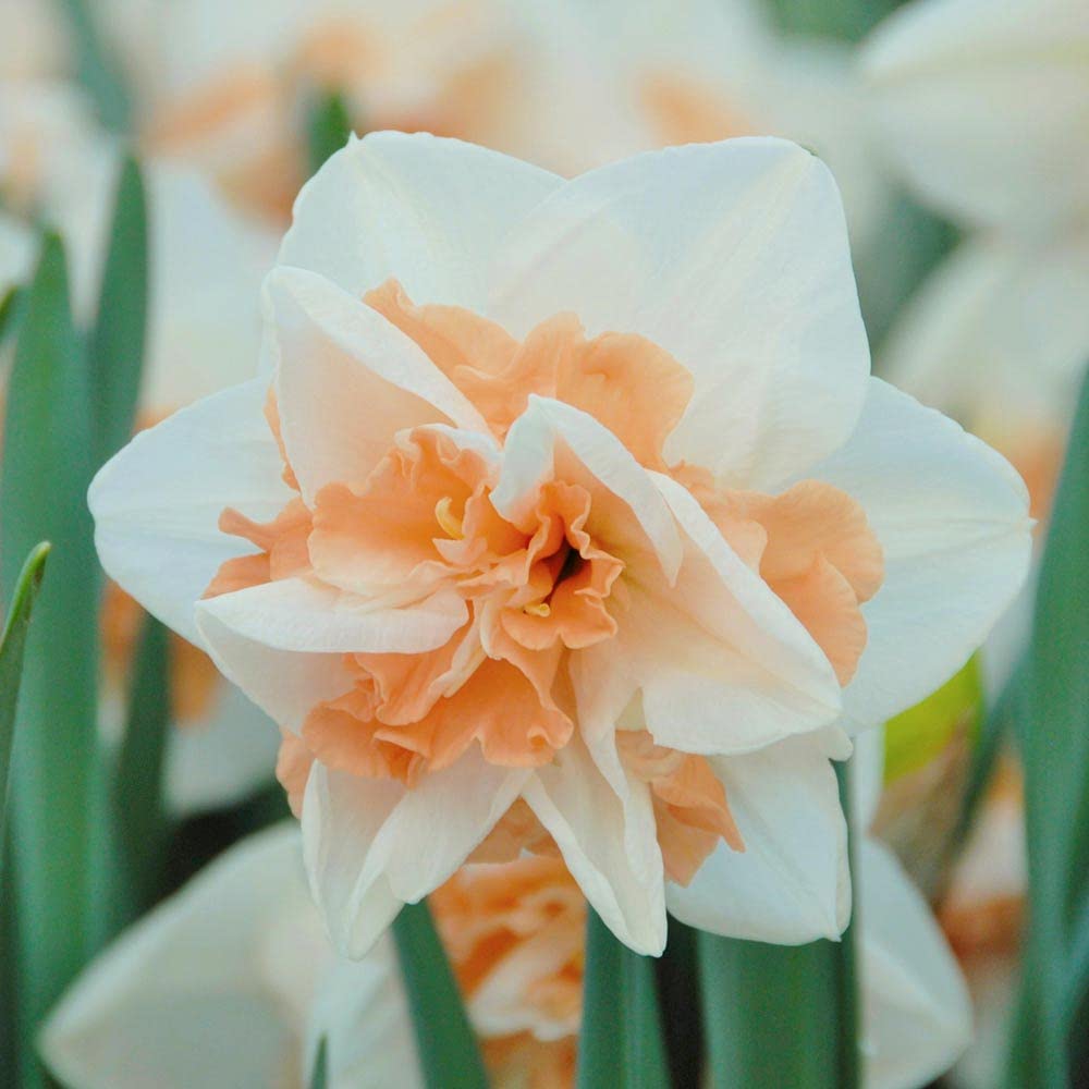 Peach Daffodil Flower seeds for Planting Pollinator Friendly Heirloom & GMO Free Seeds for Home Garden