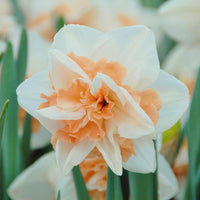Peach Daffodil Flower seeds for Planting Pollinator Friendly Heirloom & GMO Free Seeds for Home Garden