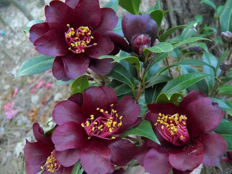 Burgundy Camellia Flower seeds for Planting - Cottage Garden Essential, Heirloom & GMO Free Seeds for Home Garden