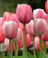 Light Pink Tulip Flower seeds for Planting Sun Loving Heirloom & GMO Free Seeds for Home Garden