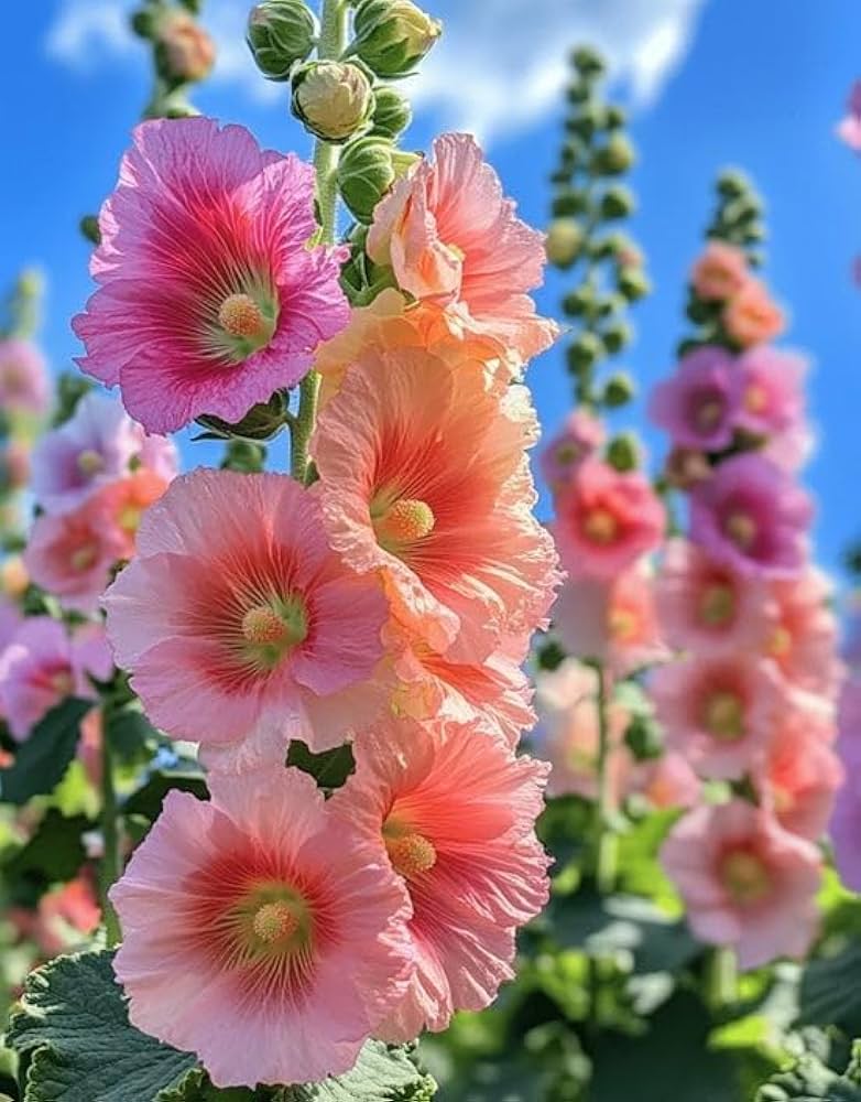 Hollyhock Flower seeds for Planting Pollinator Friendly Heirloom & GMO Free Seeds for Home Garden
 
 Sale