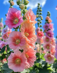 Hollyhock Flower seeds for Planting Pollinator Friendly Heirloom & GMO Free Seeds for Home Garden
 
 Sale