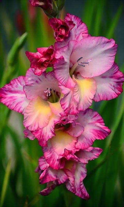 Soft Pink Yellow Gladiolus Flower Seeds for Planting Wildflower Mix Heirloom & GMO Free Seeds for Home Garden
 
 Sale