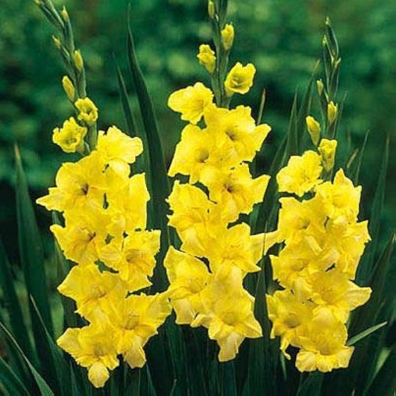 Yellow Gladiolus Hybridus Flower seeds for Planting - Shade Tolerant, Heirloom & GMO Free Seeds for Home Garden
