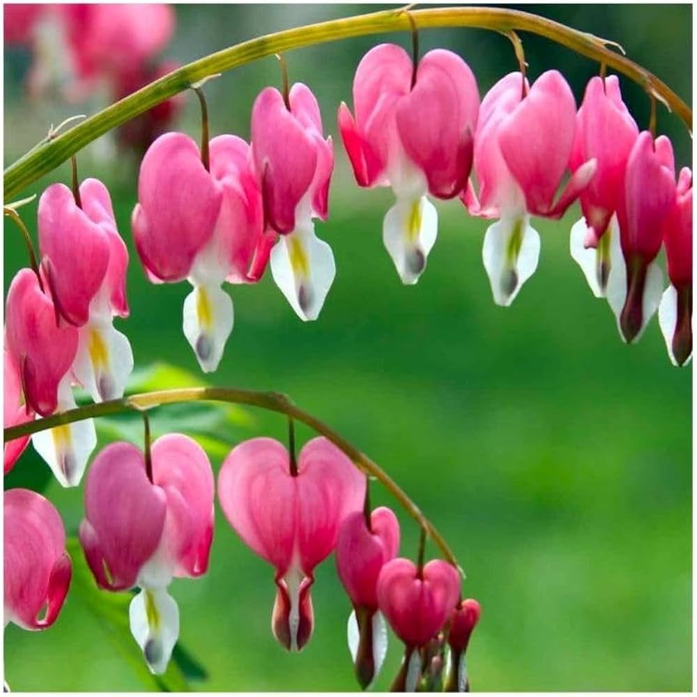 Bleeding Heart Flower seeds for Planting Cut Flower Favorite Heirloom & GMO Free Seeds for Home Garden