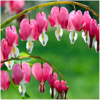 Bleeding Heart Flower seeds for Planting Cut Flower Favorite Heirloom & GMO Free Seeds for Home Garden