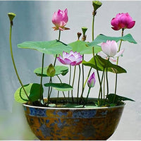 Mini Rainbow Bonsai Flower Seeds for Vibrant, Small Bonsai Flowers