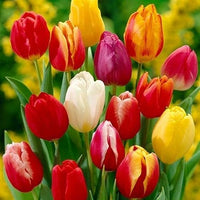 Tulip Mix Seeds for Vibrant Spring Flower Displays