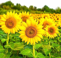 Yellow Hybrid Sunflower Seeds - Perfect for Planting