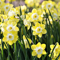 Narcissus Flower seeds for Planting - Cut Flower Favorite, Heirloom & GMO Free Seeds for Home Garden