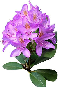 Lavender Rhododendron Azalea Flower Seeds for Planting Low Maintenance Heirloom & GMO Free Seeds for Home Garden
 
 Sale