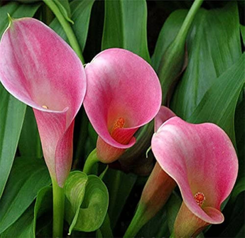 Light Pink Calla Flower Seeds for Planting Shade Tolerant Heirloom & GMO Free Seeds for Home Garden
 
 Sale