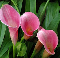 Light Pink Calla Flower Seeds for Planting Shade Tolerant Heirloom & GMO Free Seeds for Home Garden
 
 Sale