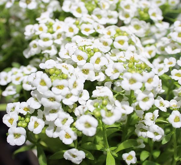 Lobularia Maritima Flower seeds for Planting - Pollinator Friendly, Heirloom & GMO Free Seeds for Home Garden