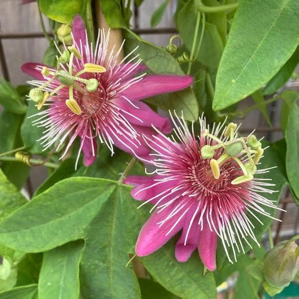 Light Pink White Passiflora Flower Seeds for Planting Colorful Display Heirloom & GMO Free Seeds for Home Garden
 
 Sale