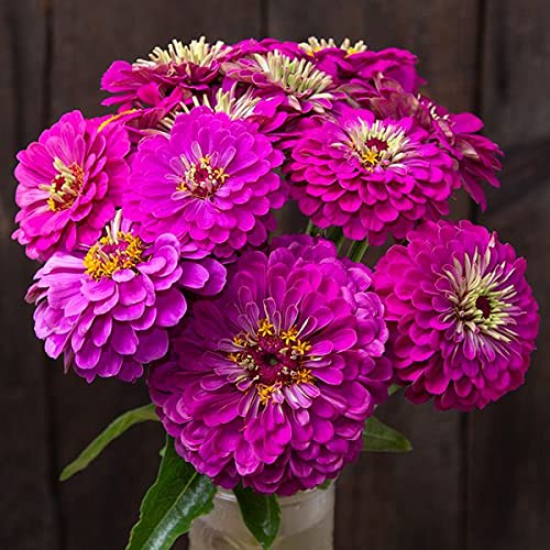 Purple Yellow Zinnia Flower seeds for Planting Long Bloom Season Heirloom & GMO Free Seeds for Home Garden