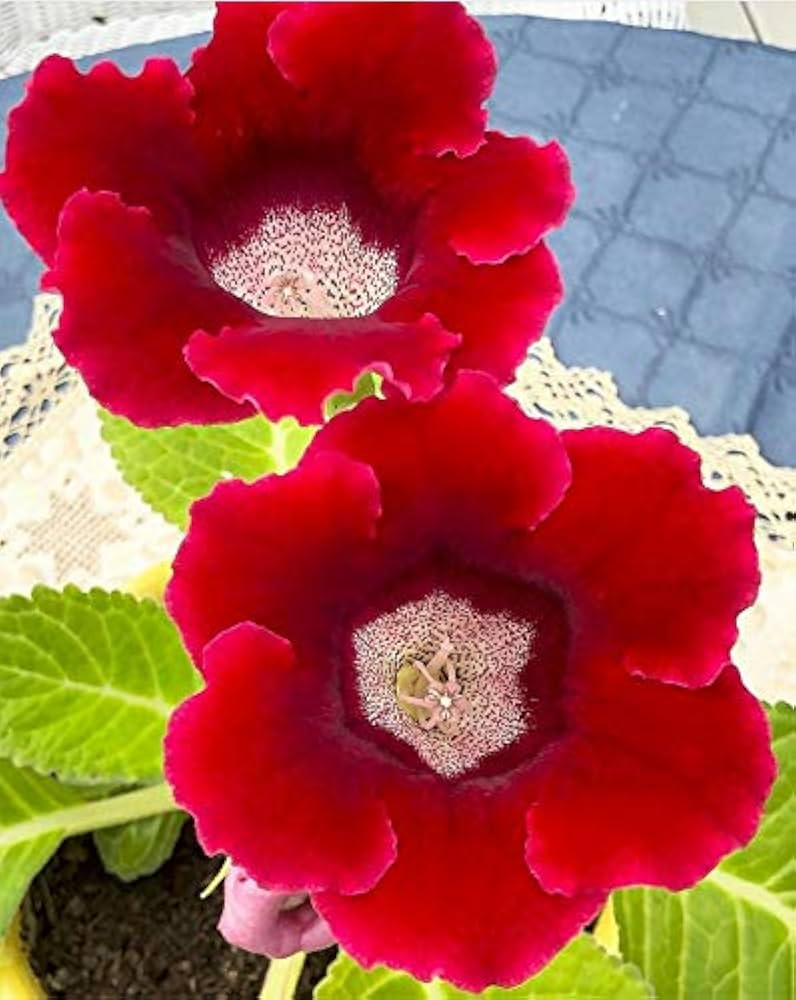 Dark Red Yellow Gloxinia Flower Seeds for Planting Bright Blooms Heirloom & GMO Free Seeds for Home Garden
 
 Sale