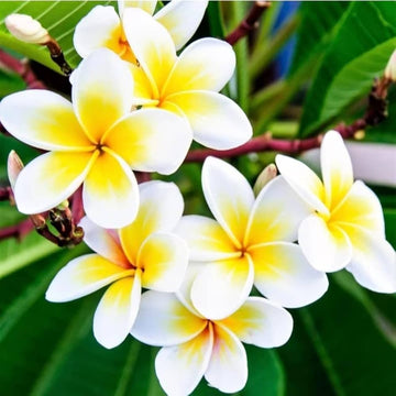 Egg Flower seeds for Planting Perfect for Borders Heirloom & GMO Free Seeds for Home Garden