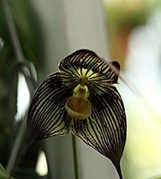 Black Dracula Flower seeds for Planting - Easy to Grow, Heirloom & GMO Free Seeds for Home Garden
 
 Sale for planting in home garden