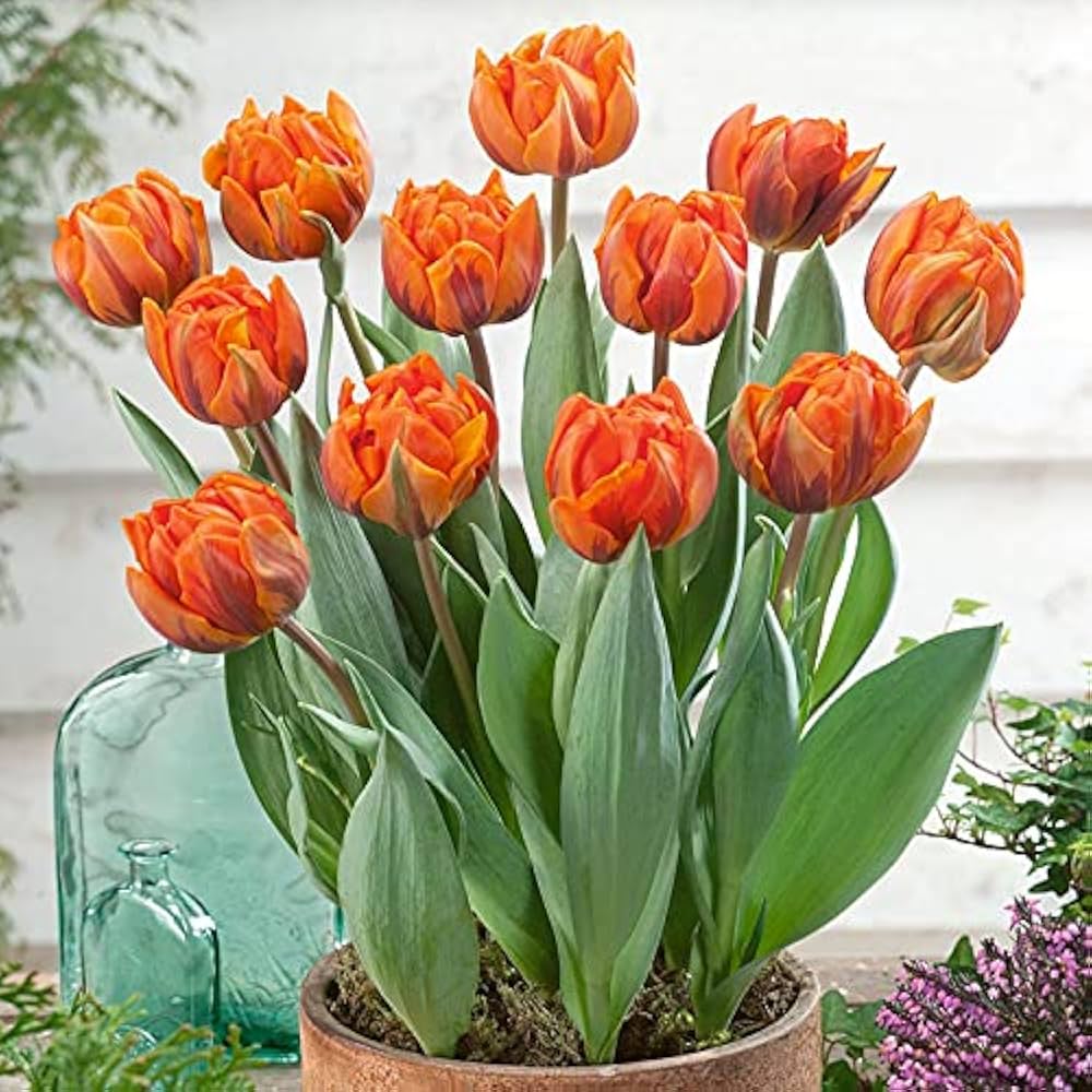 Orange Gray Tulip Flower seeds for Planting Shade Tolerant Heirloom & GMO Free Seeds for Home Garden