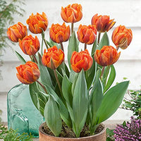 Orange Green Tulip Flower seeds for Planting Garden Favorite Heirloom & GMO Free Seeds for Home Garden