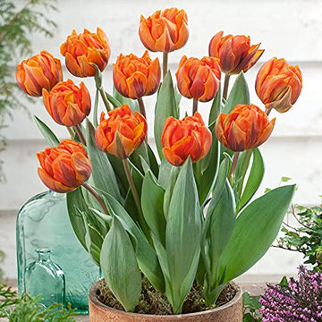 Orange Green Tulip Flower seeds for Planting Garden Favorite Heirloom & GMO Free Seeds for Home Garden