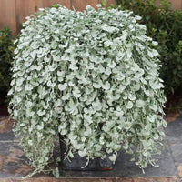 Dichondra Flower seeds for Planting Bright Blooms Heirloom & GMO Free Seeds for Home Garden 
 
 Sale