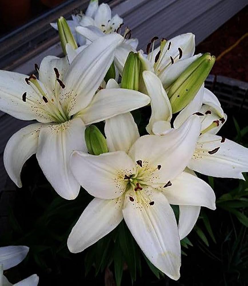 Perfume Lily Semi Flower Seeds Indoor System