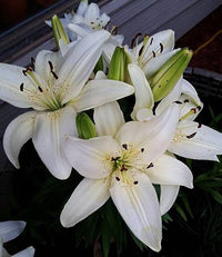 Perfume Lily Semi Flower Seeds Indoor System