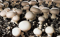 Mycelium Spawn Vegetable Seeds for Easy Planting