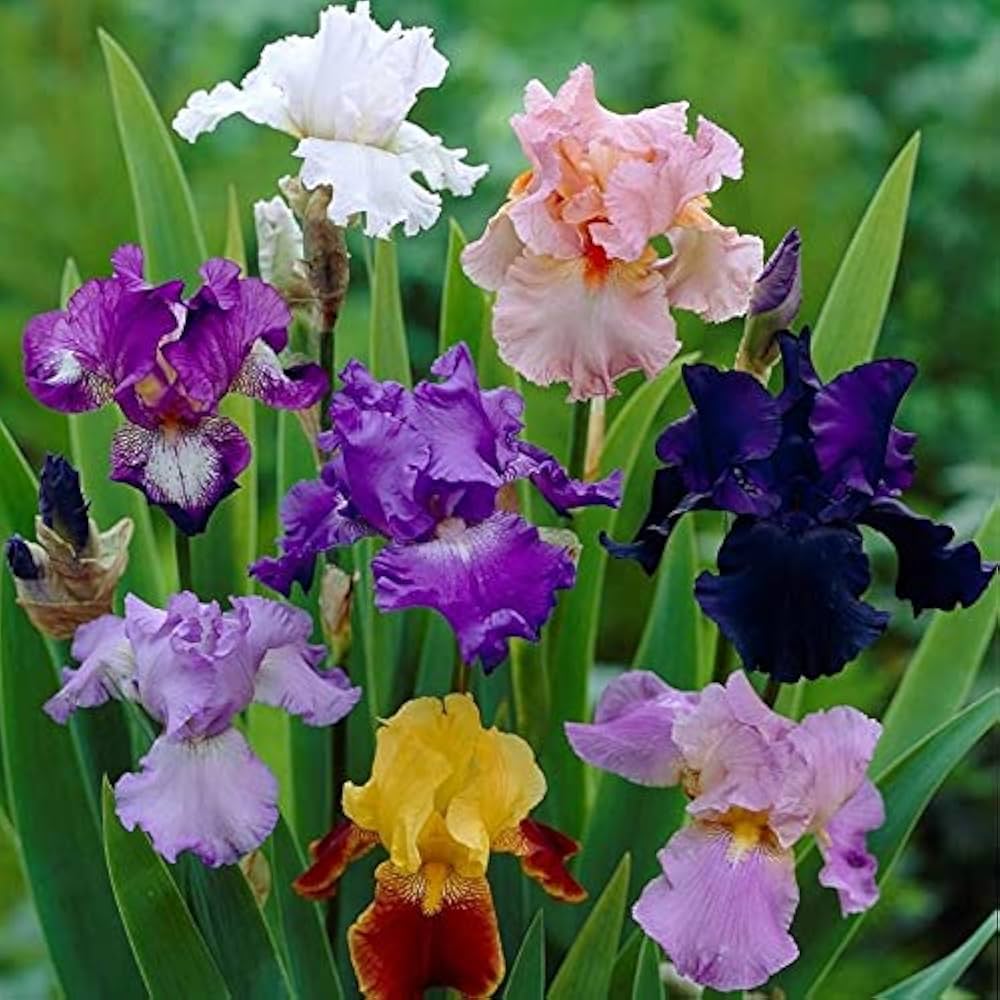 Iris Flower seeds for Planting - Premium Quality, Heirloom & GMO Free Seeds for Home Garden