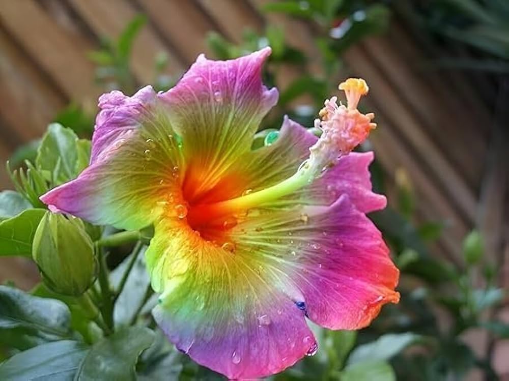 Rainbow Hibiscus Flower Seeds for Planting Fragrant Blossoms Heirloom & GMO Free Seeds for Home Garden
 
 Sale
