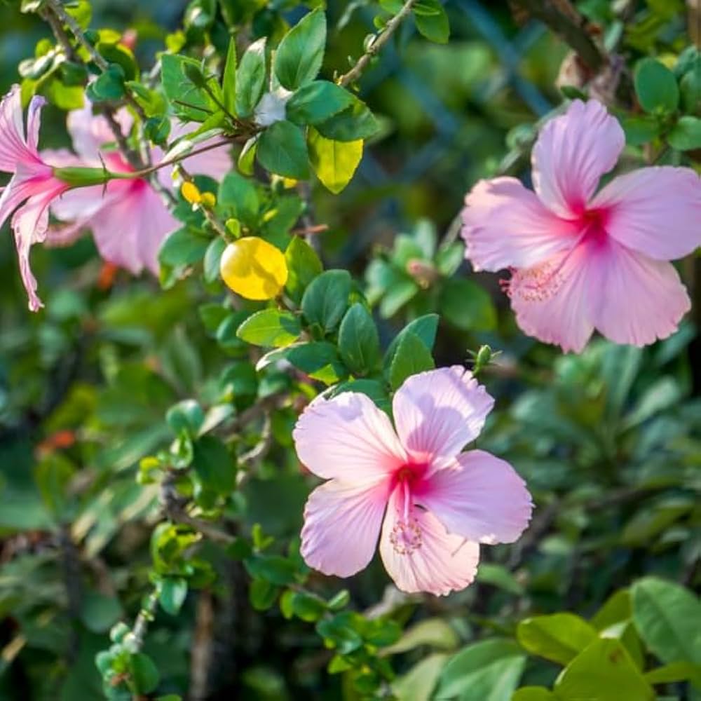 Baby Pink Hibiscus Flower seeds for Planting - Long Bloom Season, Heirloom & GMO Free Seeds for Home Garden