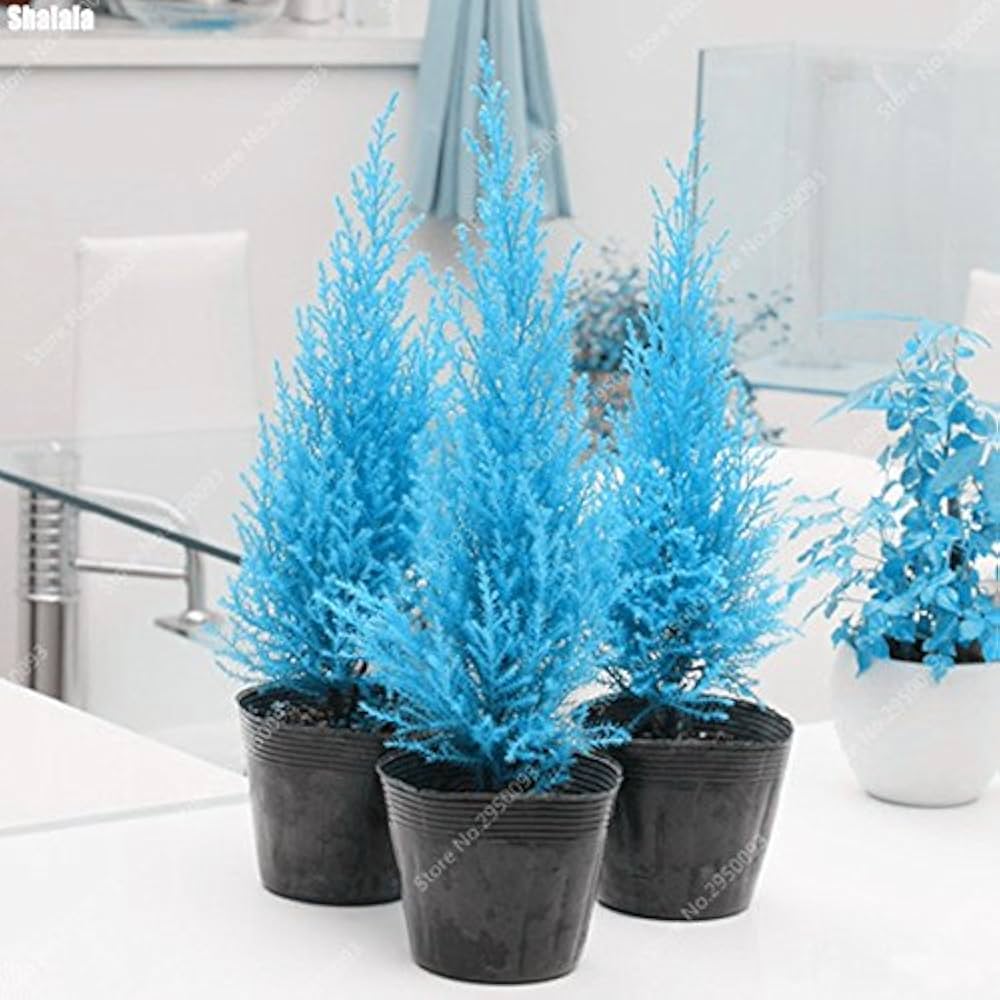 Cypress Platycladus Plant Seeds for Planting Sea Blue - Enhance Your Garden with Stunning Sea Blue Cypress Trees Seed