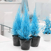 Cypress Platycladus Plant Seeds for Planting Sea Blue - Enhance Your Garden with Stunning Sea Blue Cypress Trees Seed