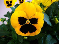 Yellow Swiss Pansy Flower seeds for Planting Garden Favorite Heirloom & GMO Free Seeds for Home Garden
 
 Sale