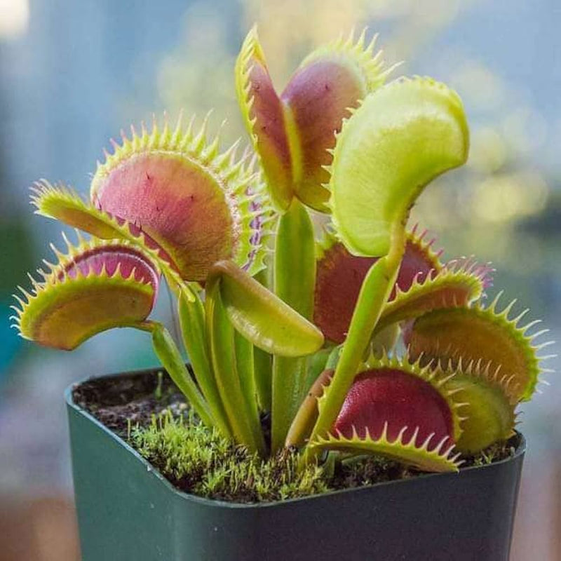 Green Venus Fly Trap Flower seeds for Planting - Wildflower Mix, Heirloom & GMO Free Seeds for Home Garden